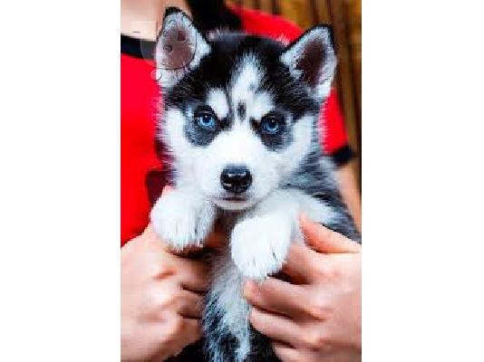 PoulaTo: Pure Breed Husky Pups Ready Now! Ble mátia Eyed !.